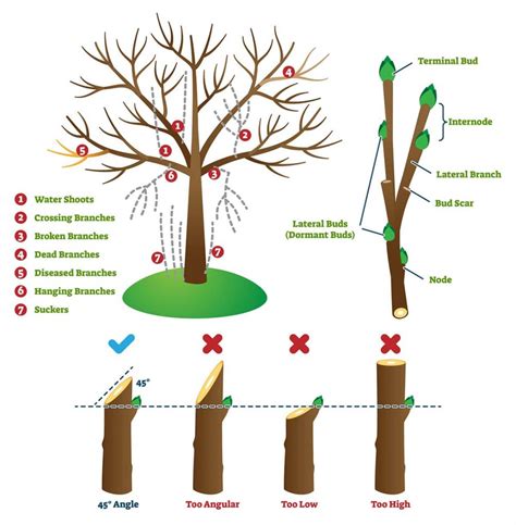 pruned deutsch|pruning meaning in english.